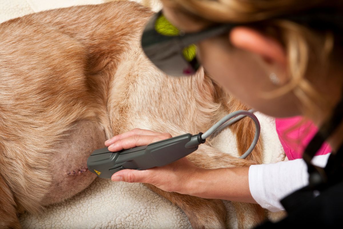 A veterinarian applies laser therapy to a healing surgical incision on a dog