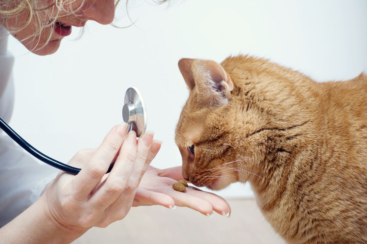 A woman uses a stethoscope to examine a cat