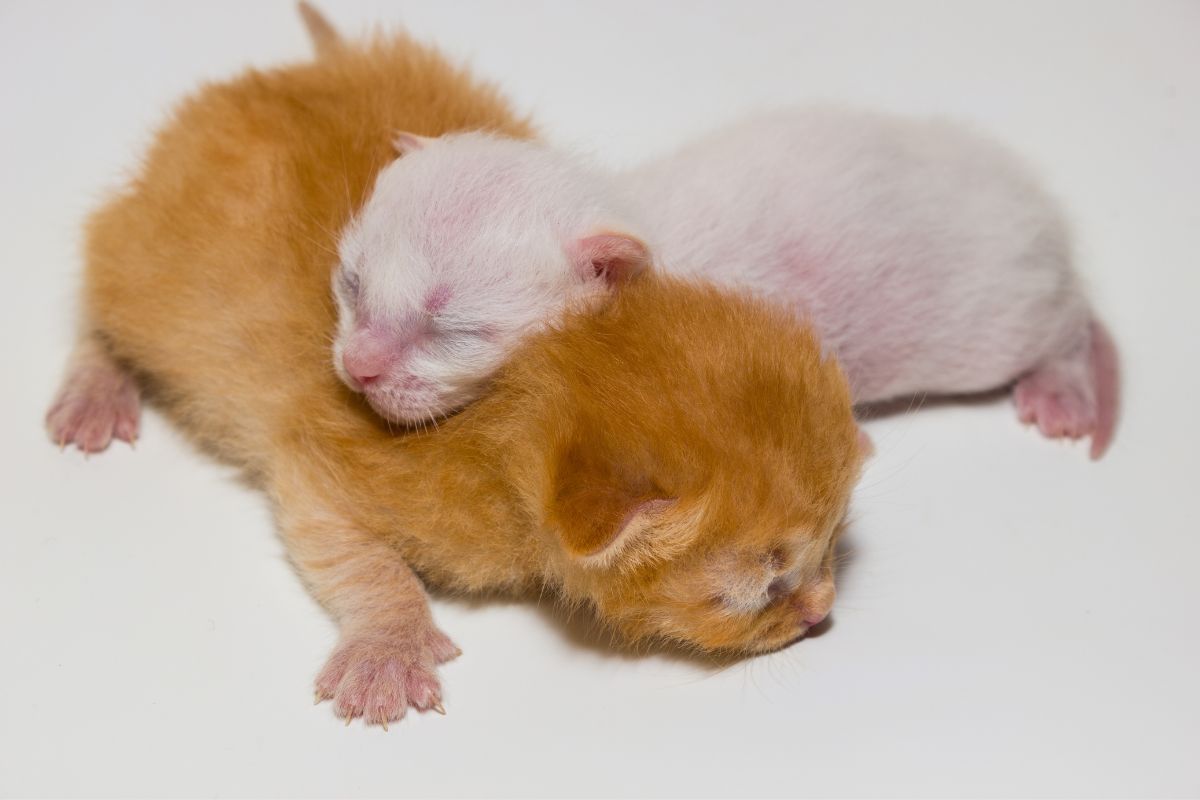 Two playful kittens are comfortably lying on top of each other
