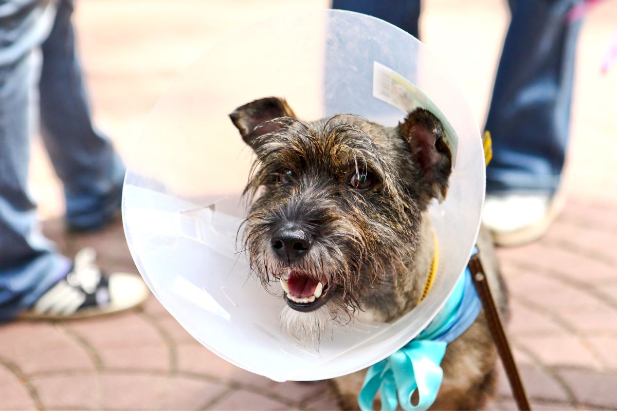 a dog with a cone