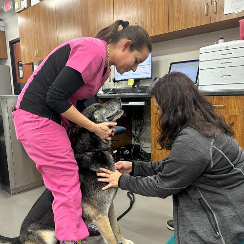 a person is petting a dog in an office