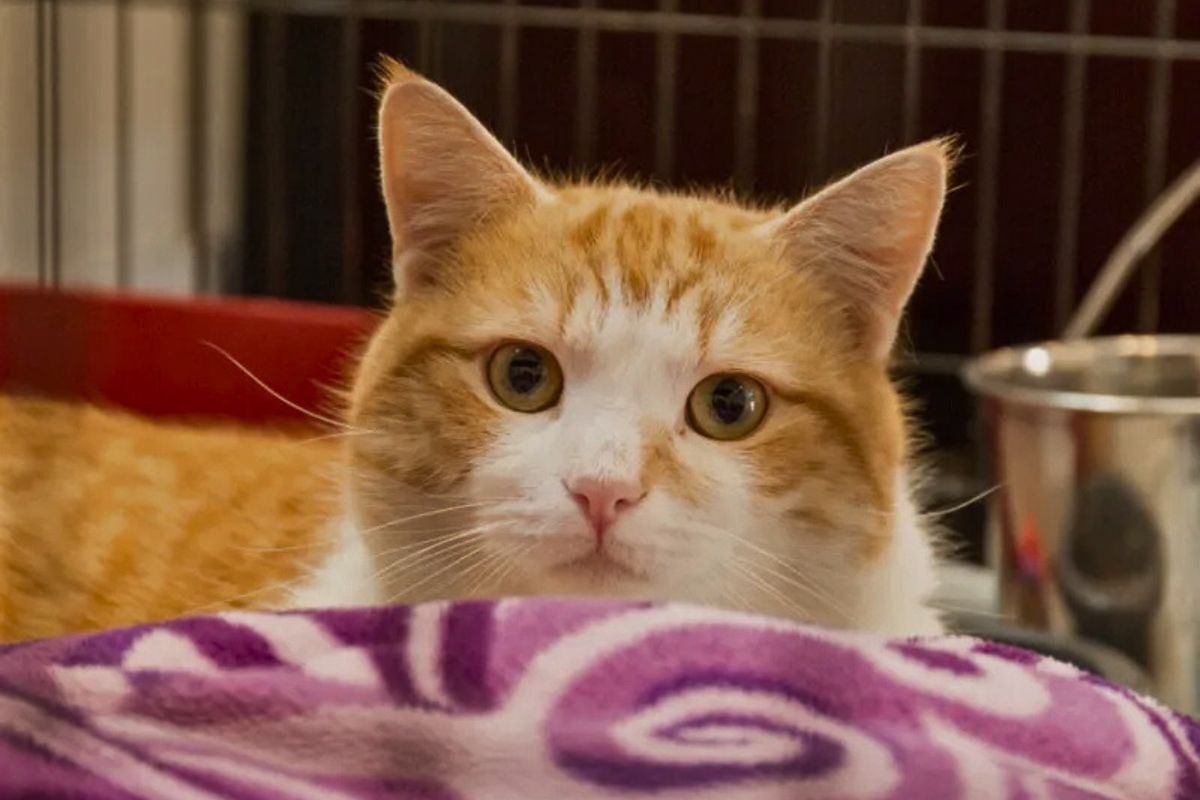 an orange and white cat laying on a purple blanket