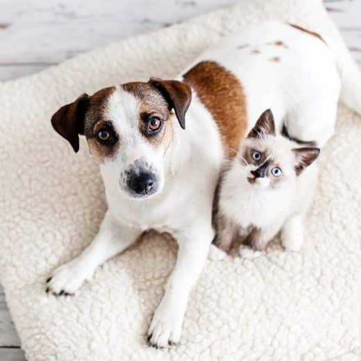 puppy and kitten resting on a sherpa blanket
